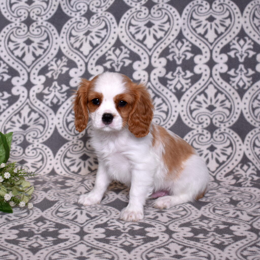Cavalier King Charles Spaniel puppy for sale lancaster pa
