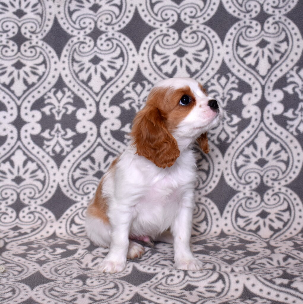 Cavalier King Charles Spaniel puppy for sale little stream puppies