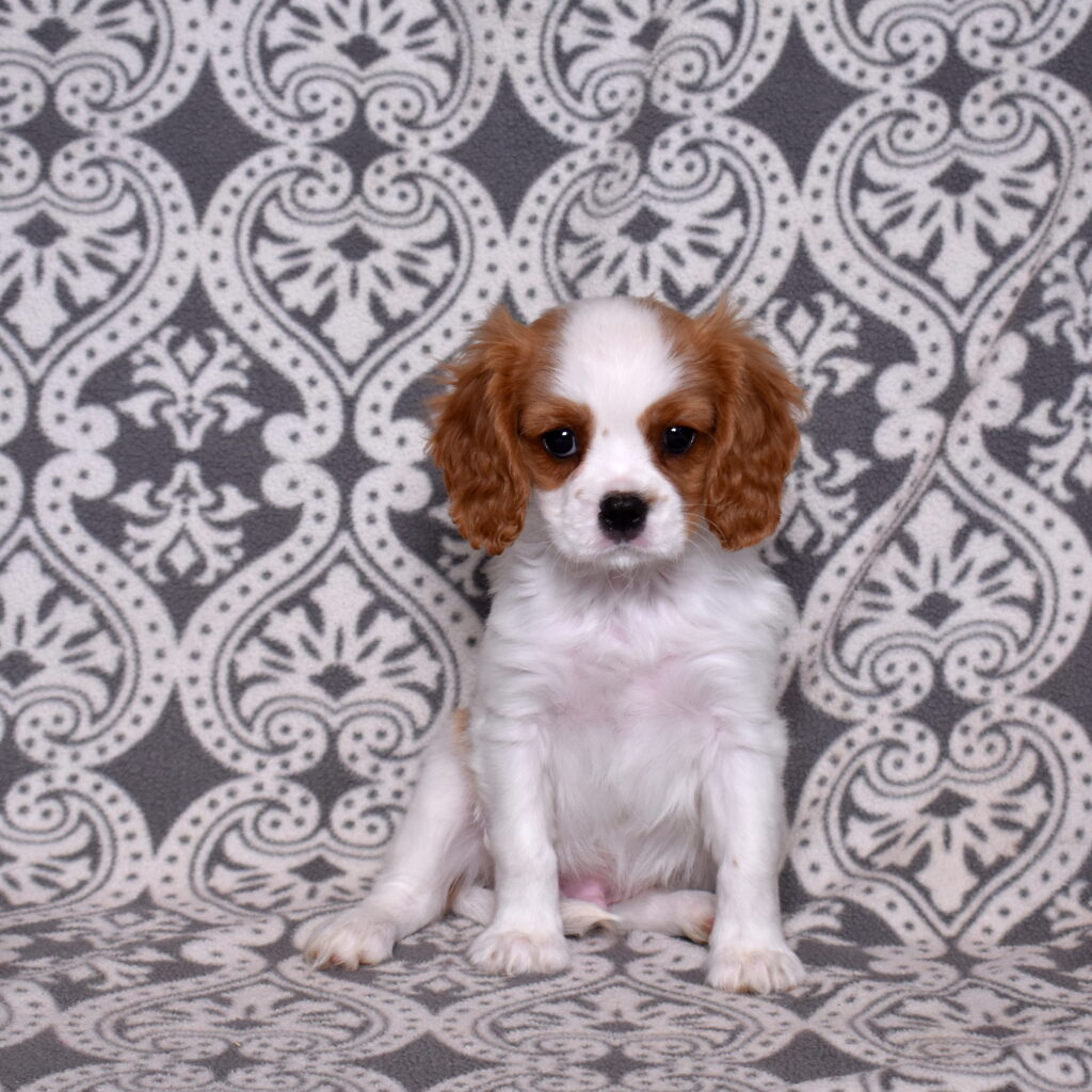 Cavalier King Charles Spaniel puppy for sale near me
