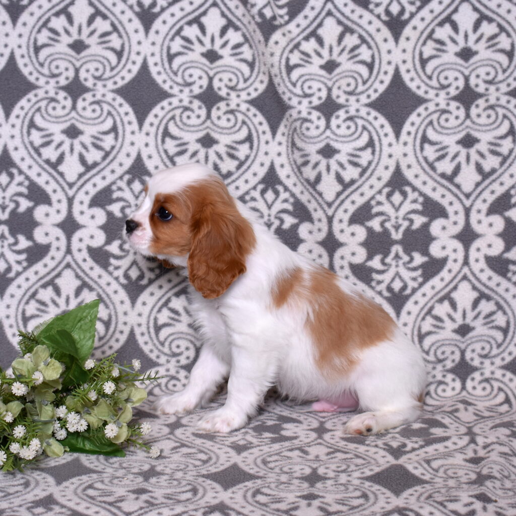Cavalier King Charles Spaniel puppy for sale now