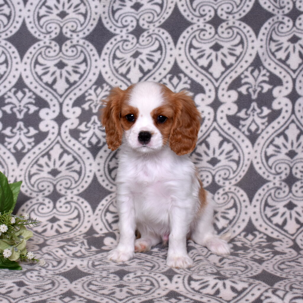 Cavalier King Charles Spaniel puppy for sale pa