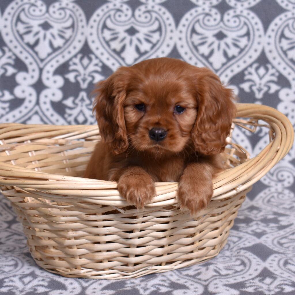 Cavalier Ruby Spaniel