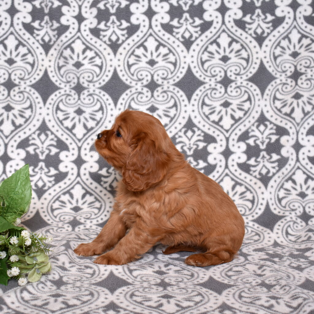 Cavalier Ruby Spaniel puppies