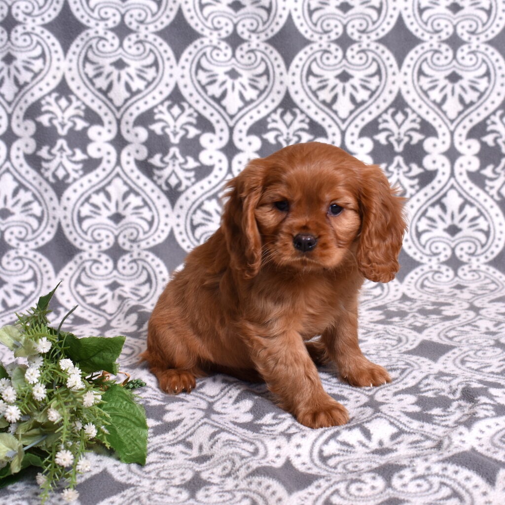 Cavalier Ruby Spaniel puppies