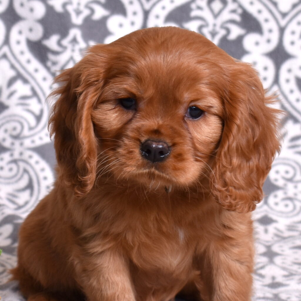 Cavalier Ruby Spaniel puppies for sale