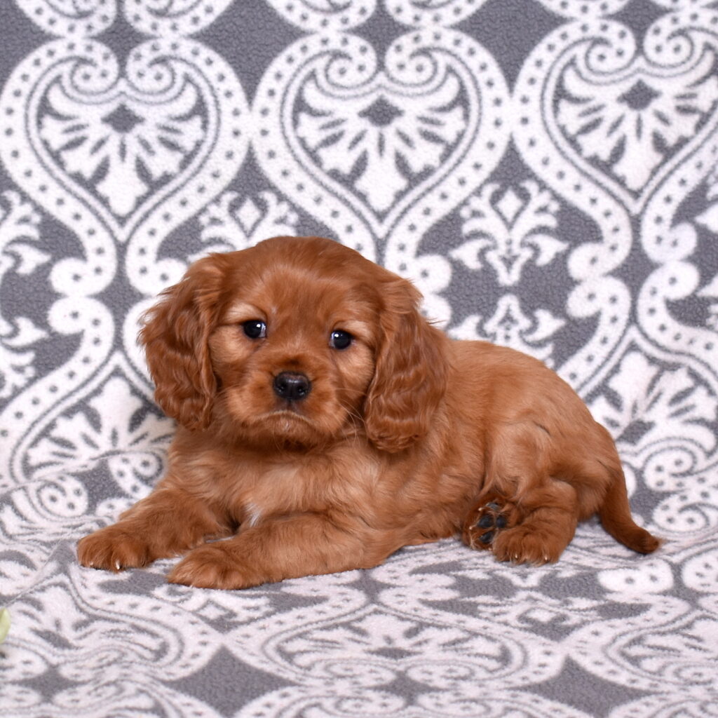 Cavalier Ruby Spaniel puppies for sale