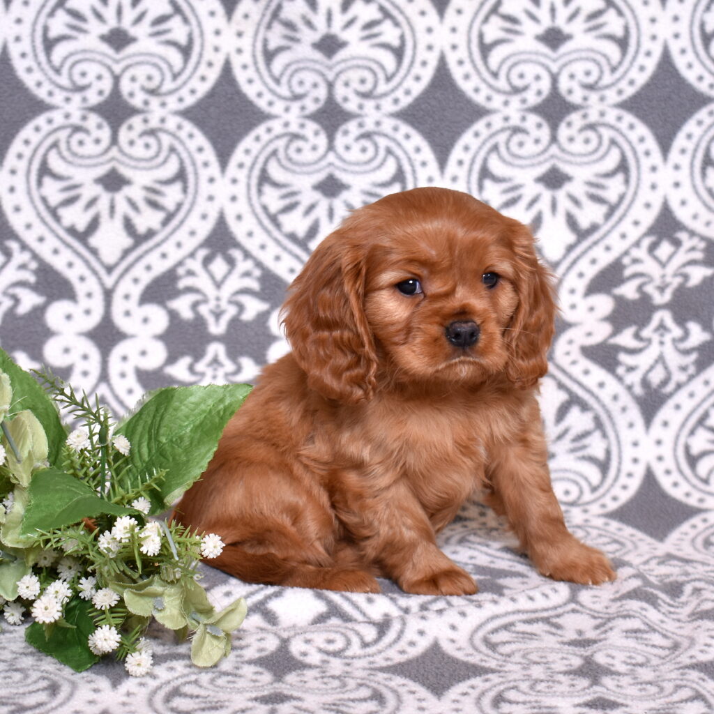 Cavalier Ruby Spaniel puppies for sale near me