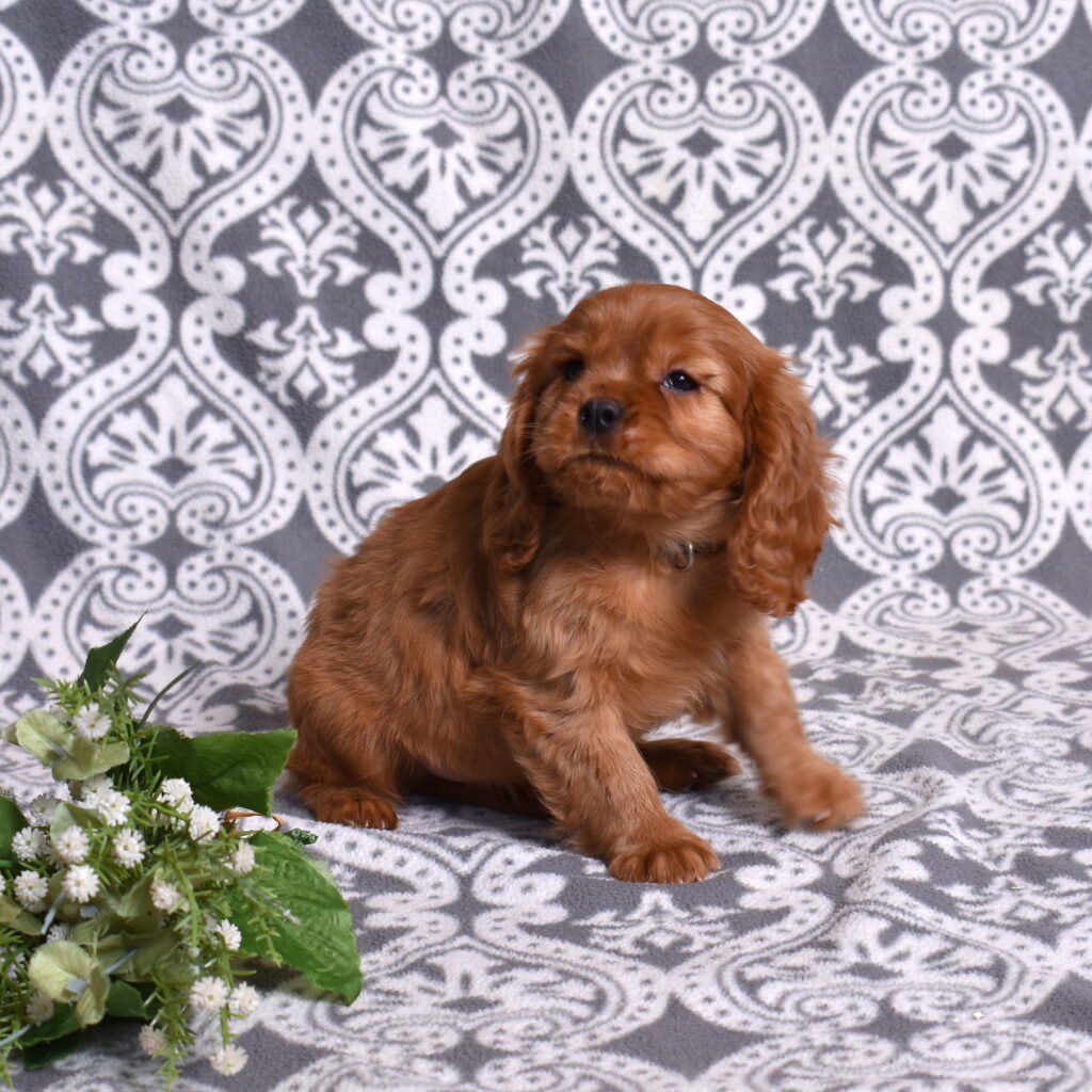 Cavalier Ruby Spaniel puppies for sale pa