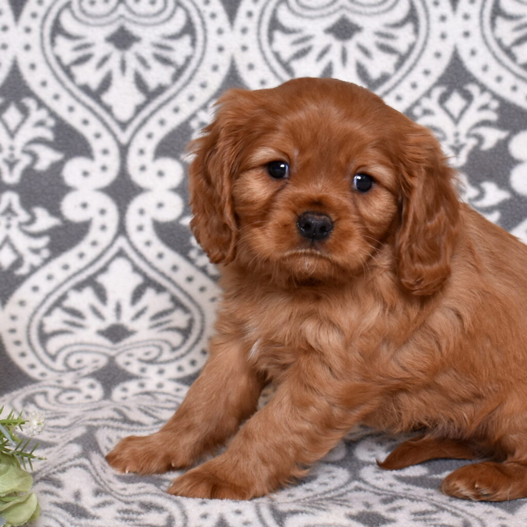 Cavalier Ruby Spaniel puppy