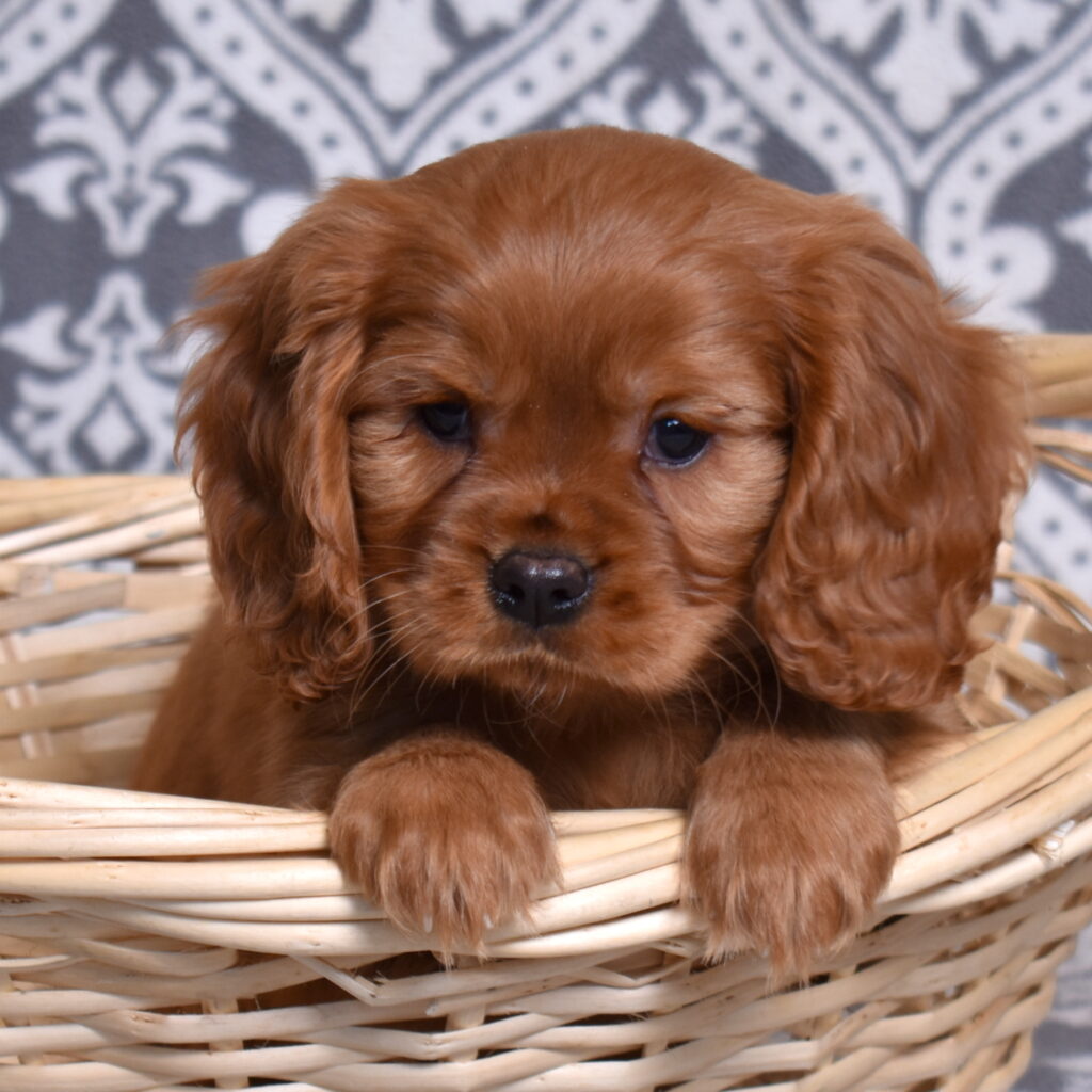 Cavalier Ruby Spaniel puppy
