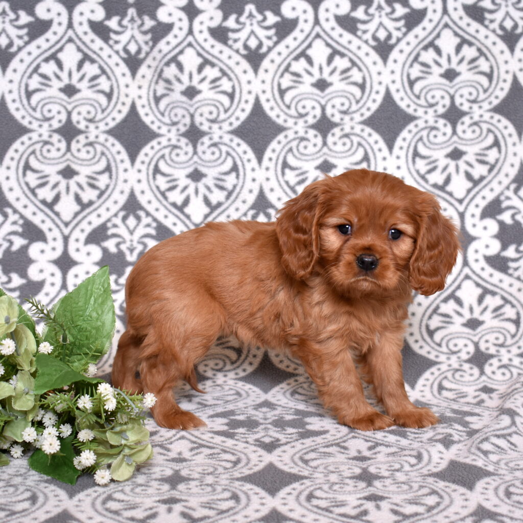 Cavalier Ruby Spaniel puppy for sale