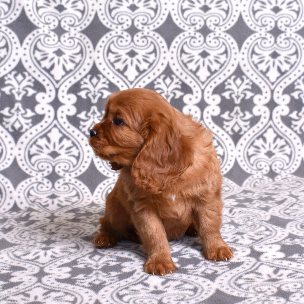 Cavalier Ruby Spaniel puppy for sale