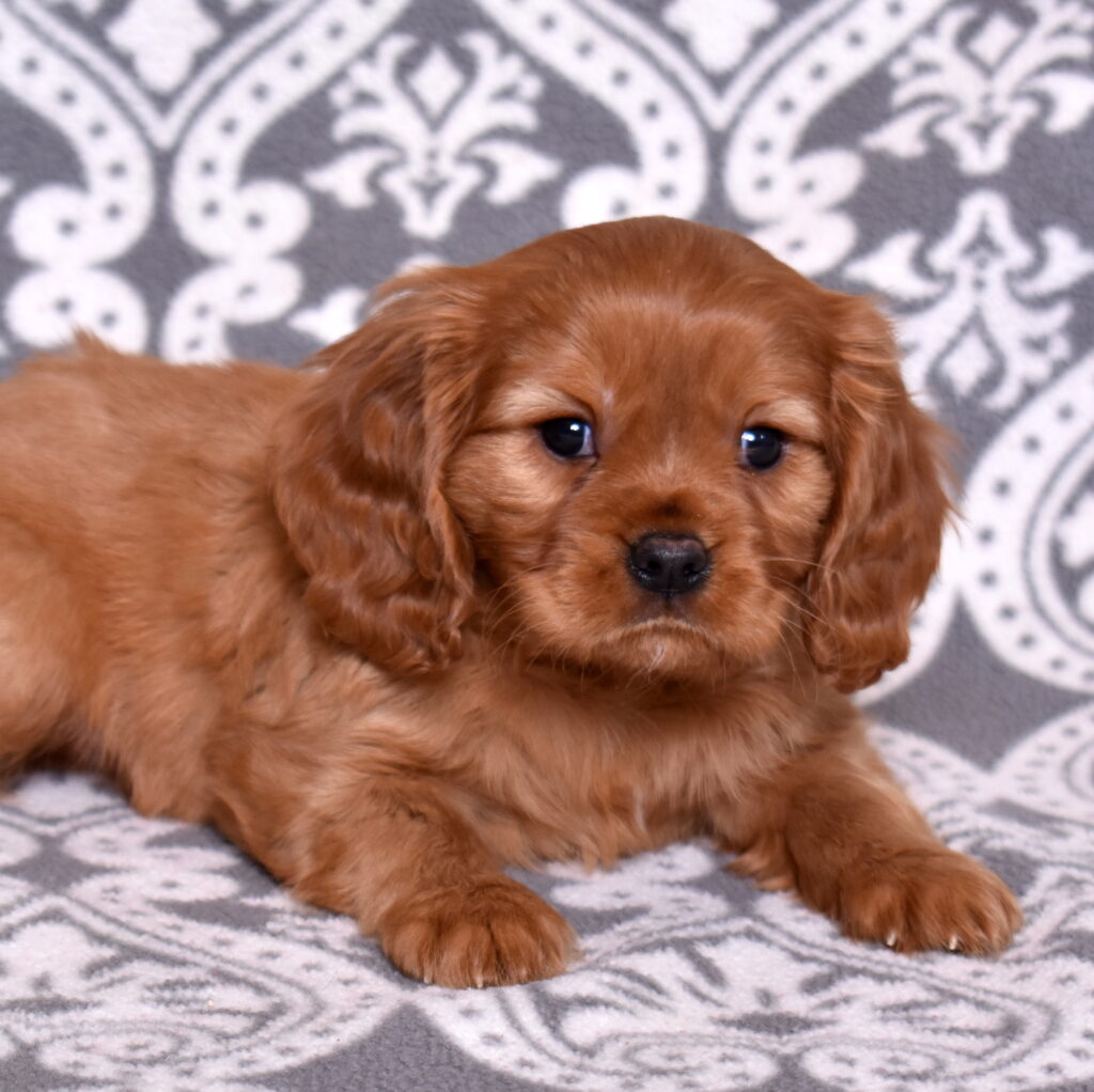 Cavalier Ruby Spaniel puppy for sale near me