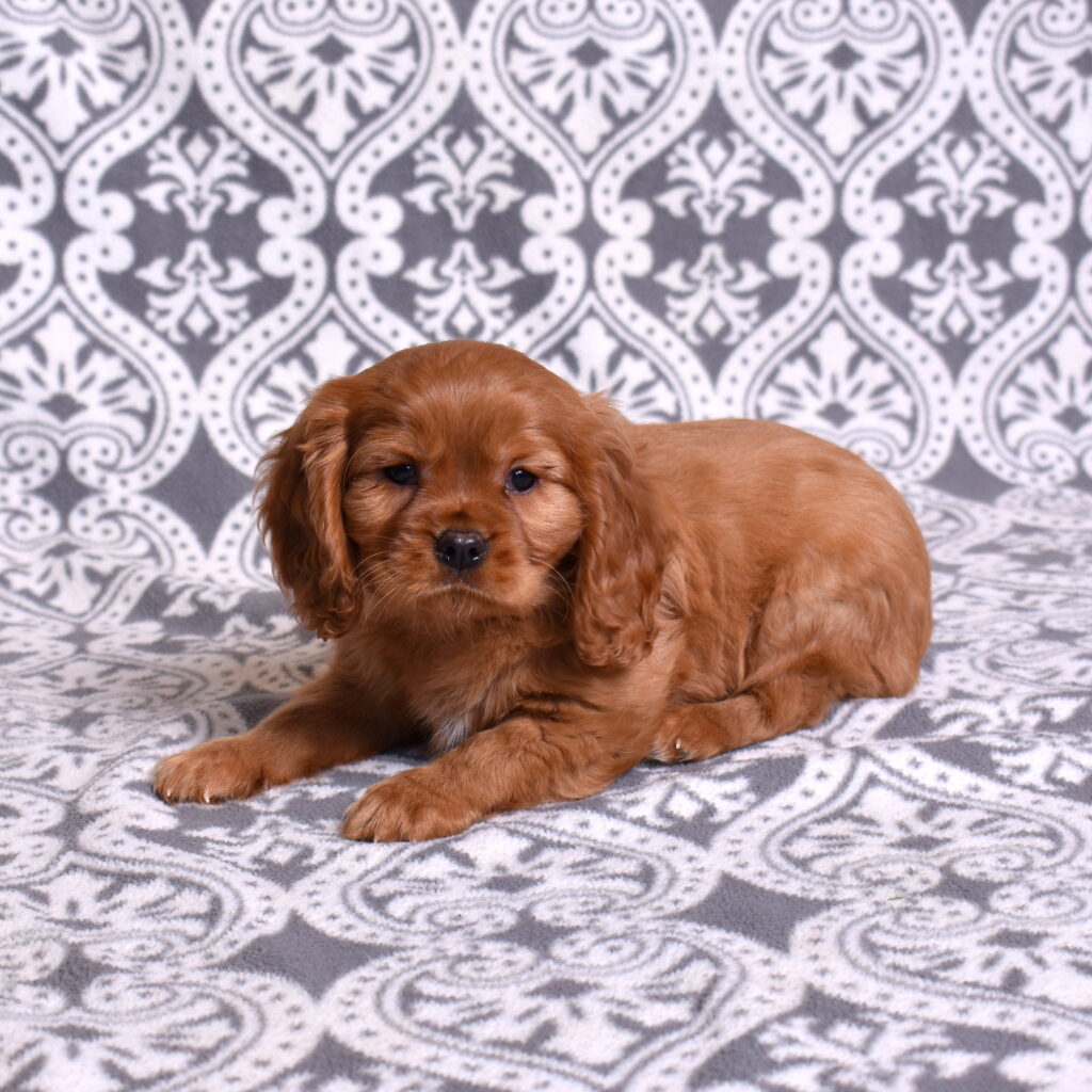 Cavalier Ruby Spaniel puppy for sale pa