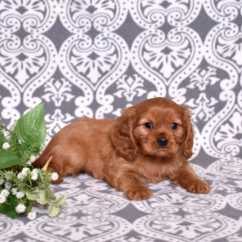 Cavalier Ruby Spaniel puppy for sale pa