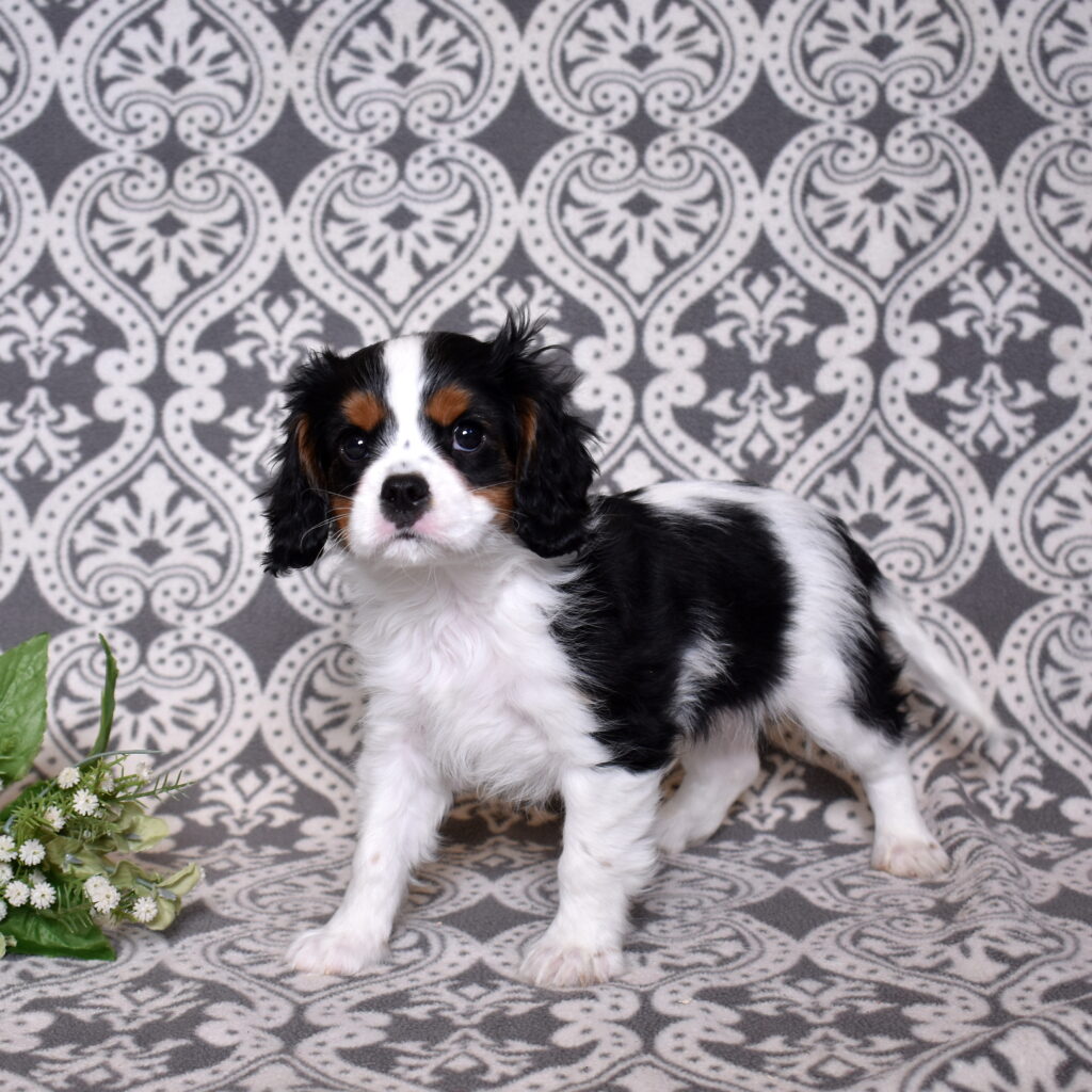 King Charles Cavalier puppies