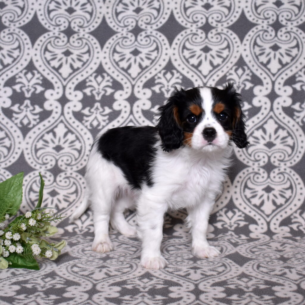 King Charles Cavalier puppies for sale