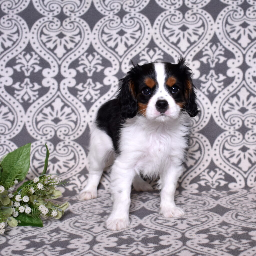 King Charles Cavalier puppies for sale near me