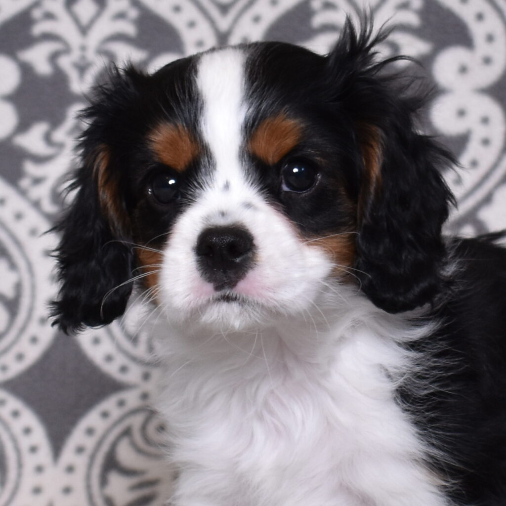 King Charles Cavalier puppies for sale near me lancaster