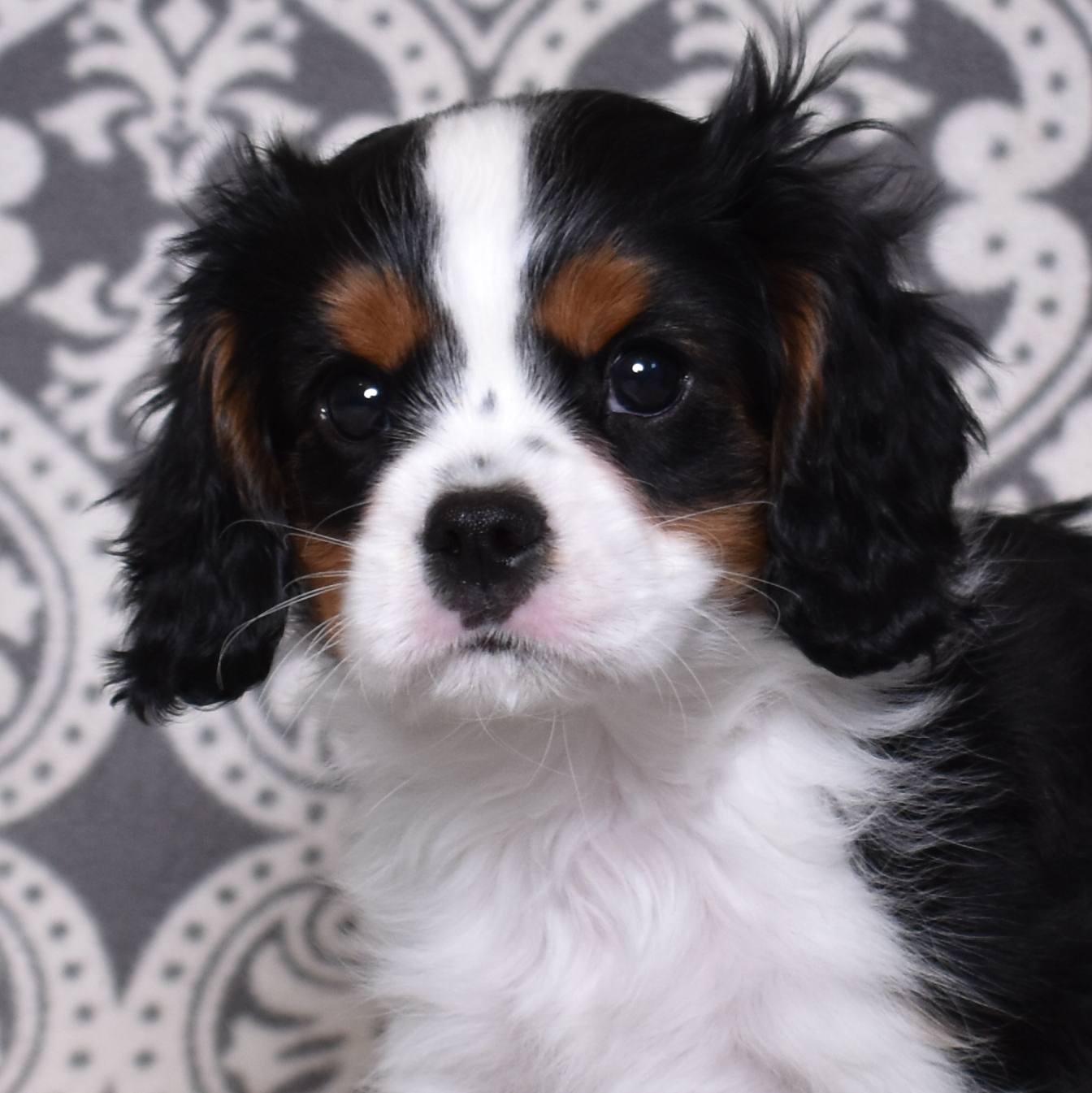 Do Cavalier King Charles Spaniels Shed? Here’s the Honest Answer (And Why It Doesn’t Matter)