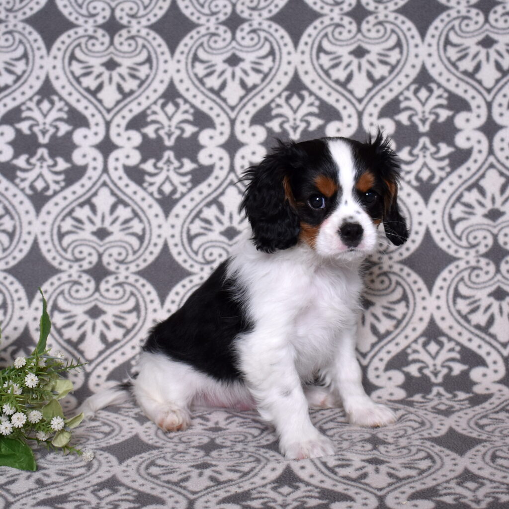 King Charles Cavalier puppies for sale near me lancaster pa