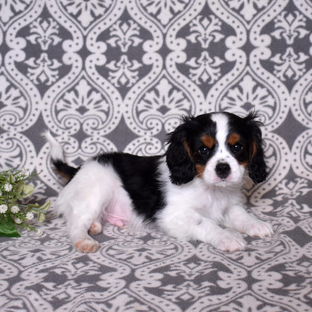 King Charles Cavalier puppies for sale near me little stream puppies
