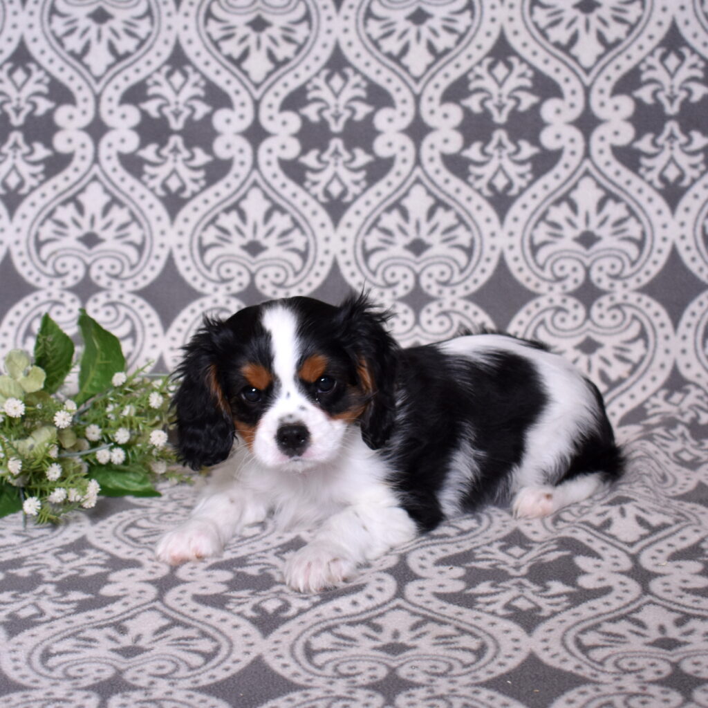 King Charles Cavalier puppies for sale near me now