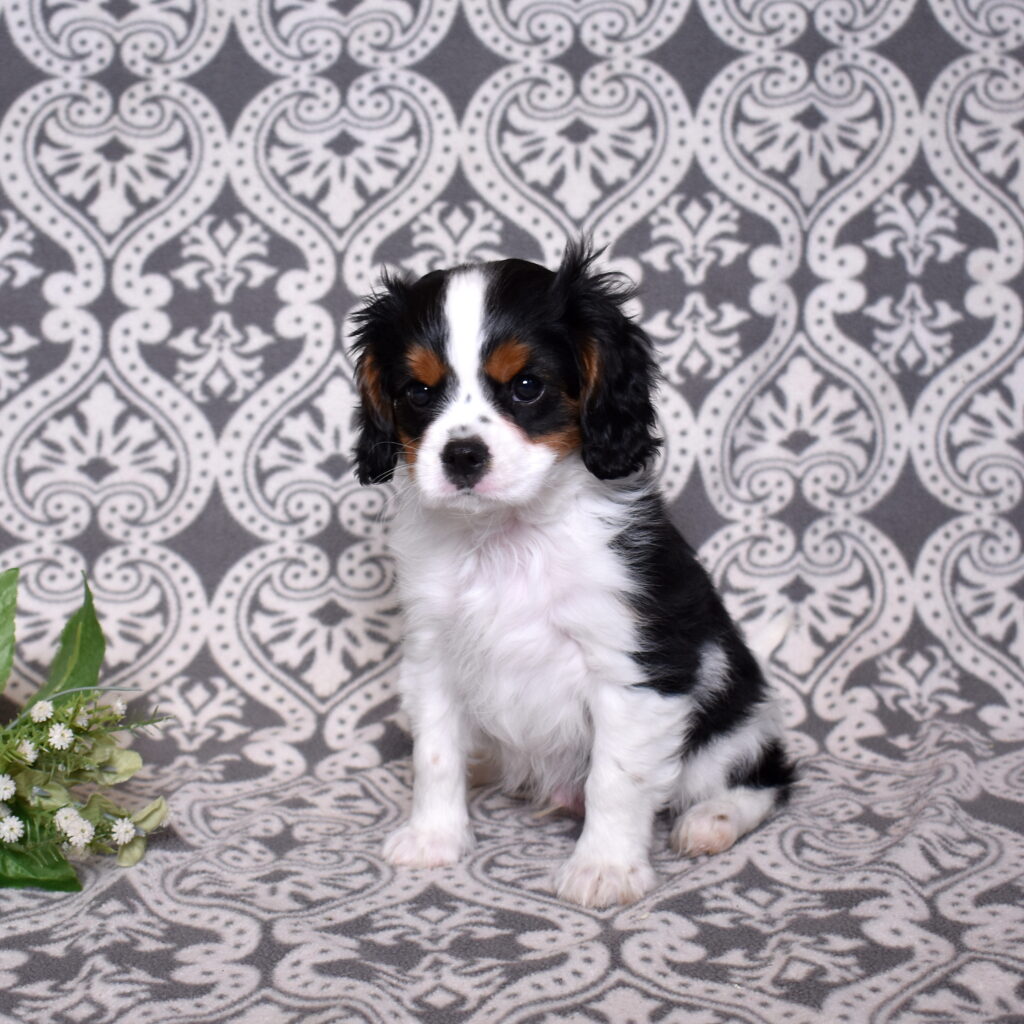 King Charles Cavalier puppies for sale near me pa