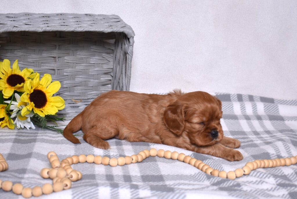 Ruby Red Cavalier breeder