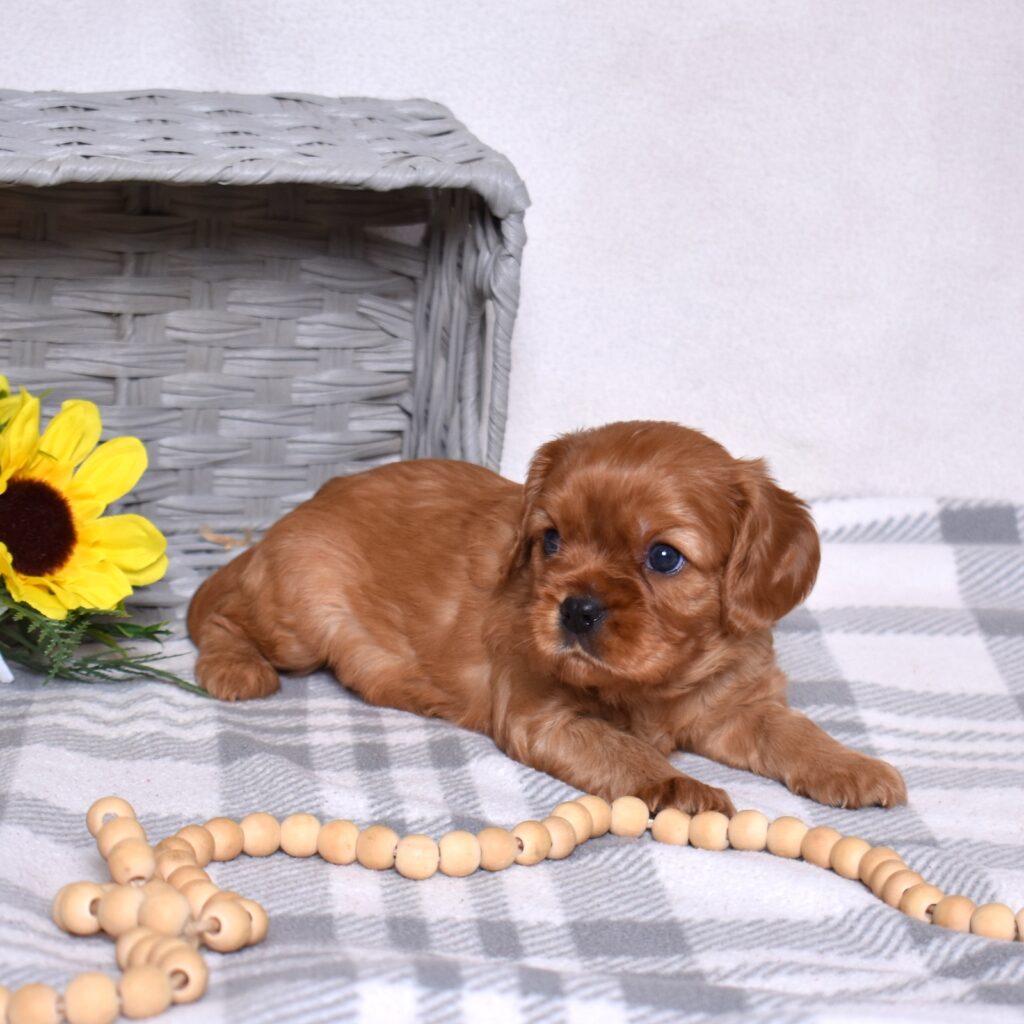 Ruby Red Cavalier for sale near me