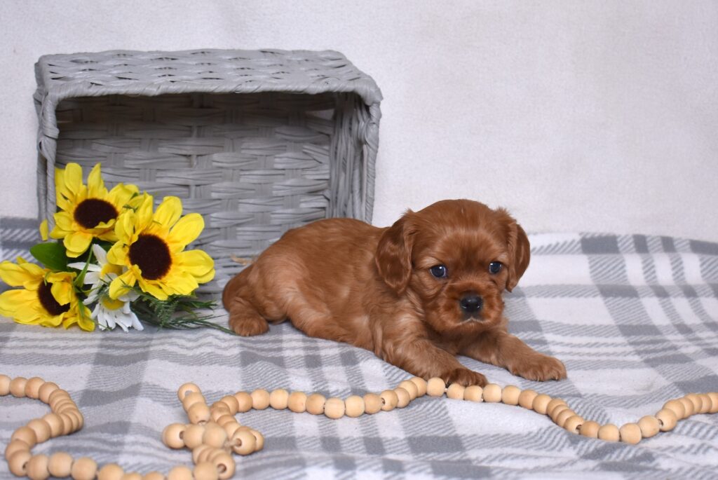 Ruby Red Cavalier lancaster pa