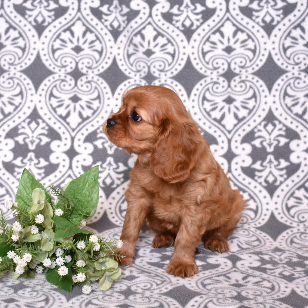 Ruby Red Cavalier little stream puppies