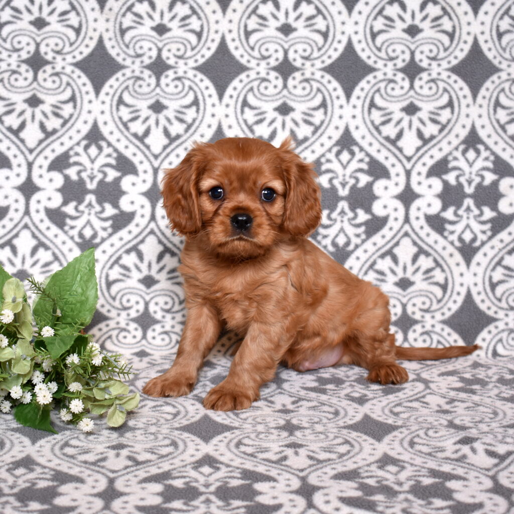 Ruby Red Cavalier puppies