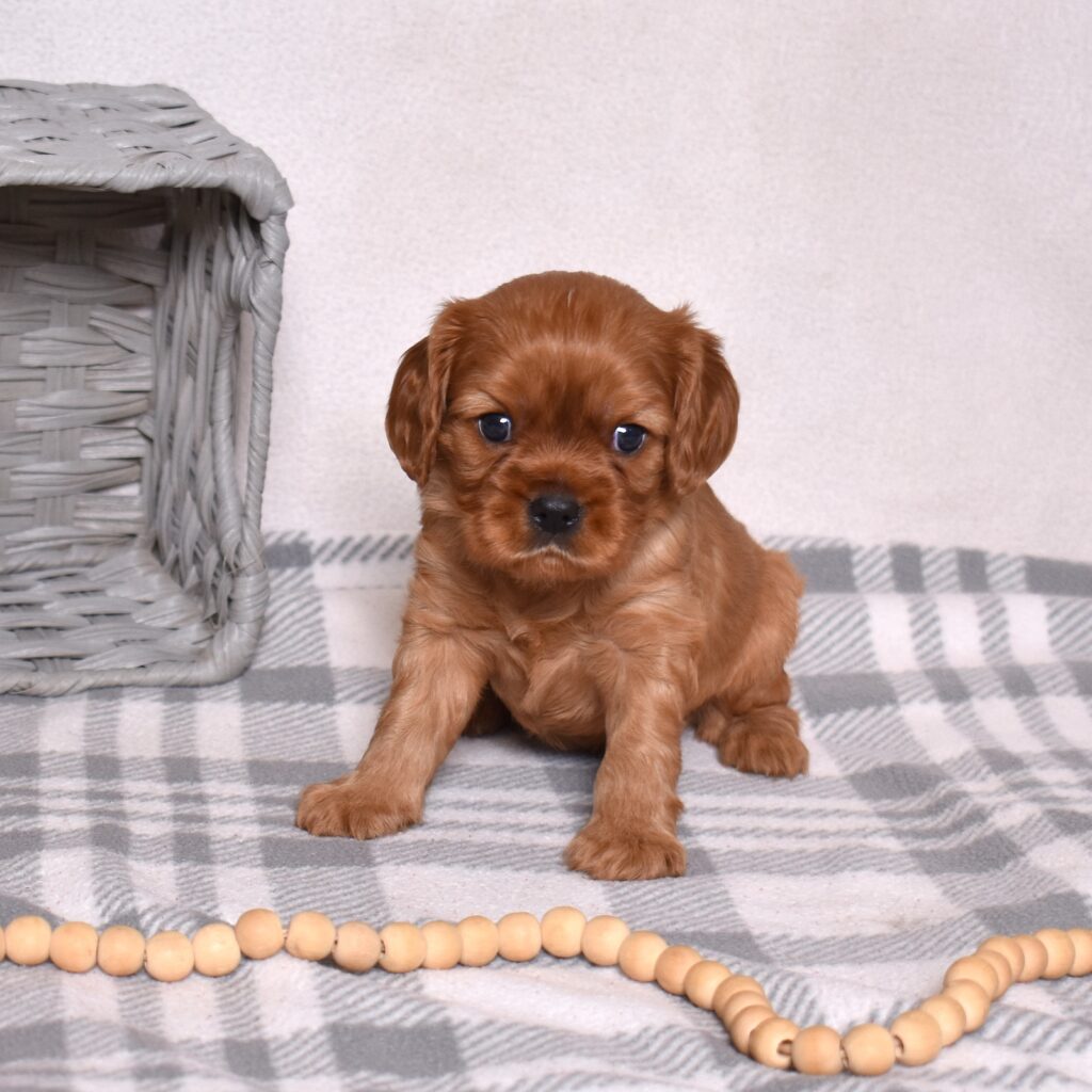 Ruby Red Cavalier puppies
