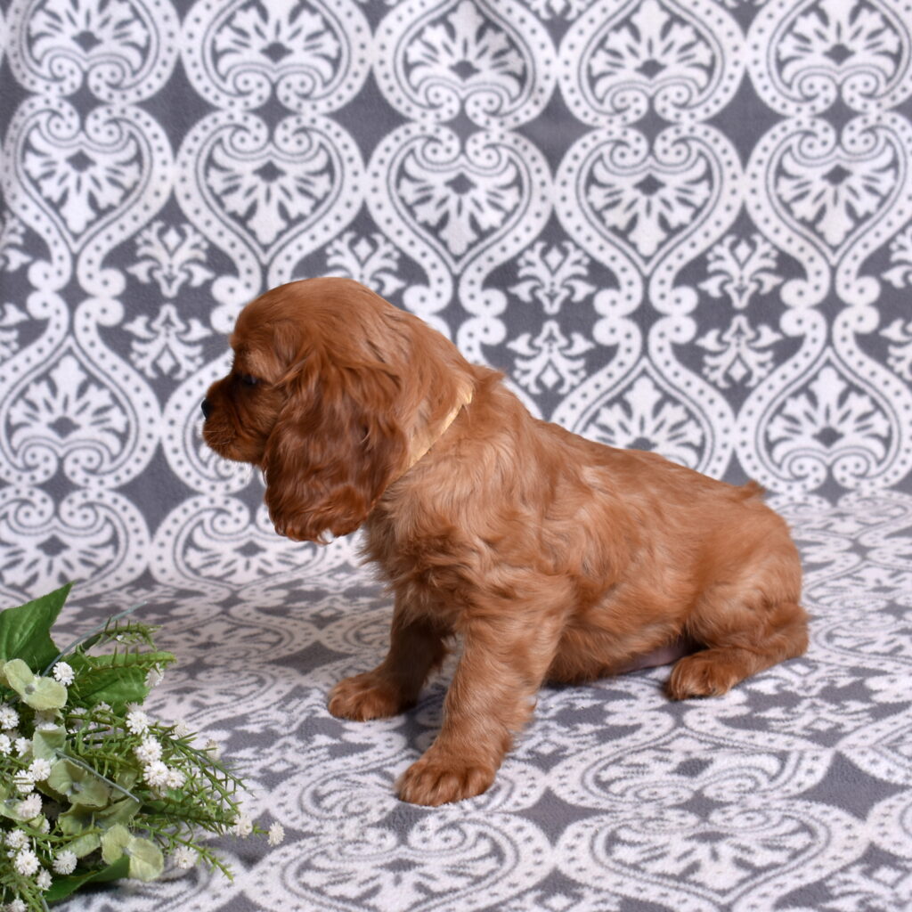 Ruby Red Cavalier puppies