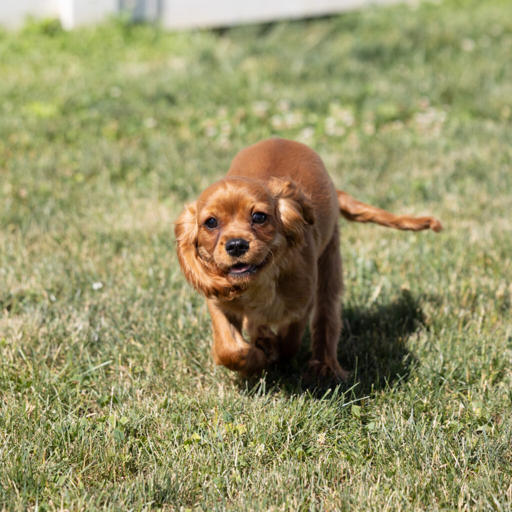 Ruby Red Cavalier puppies