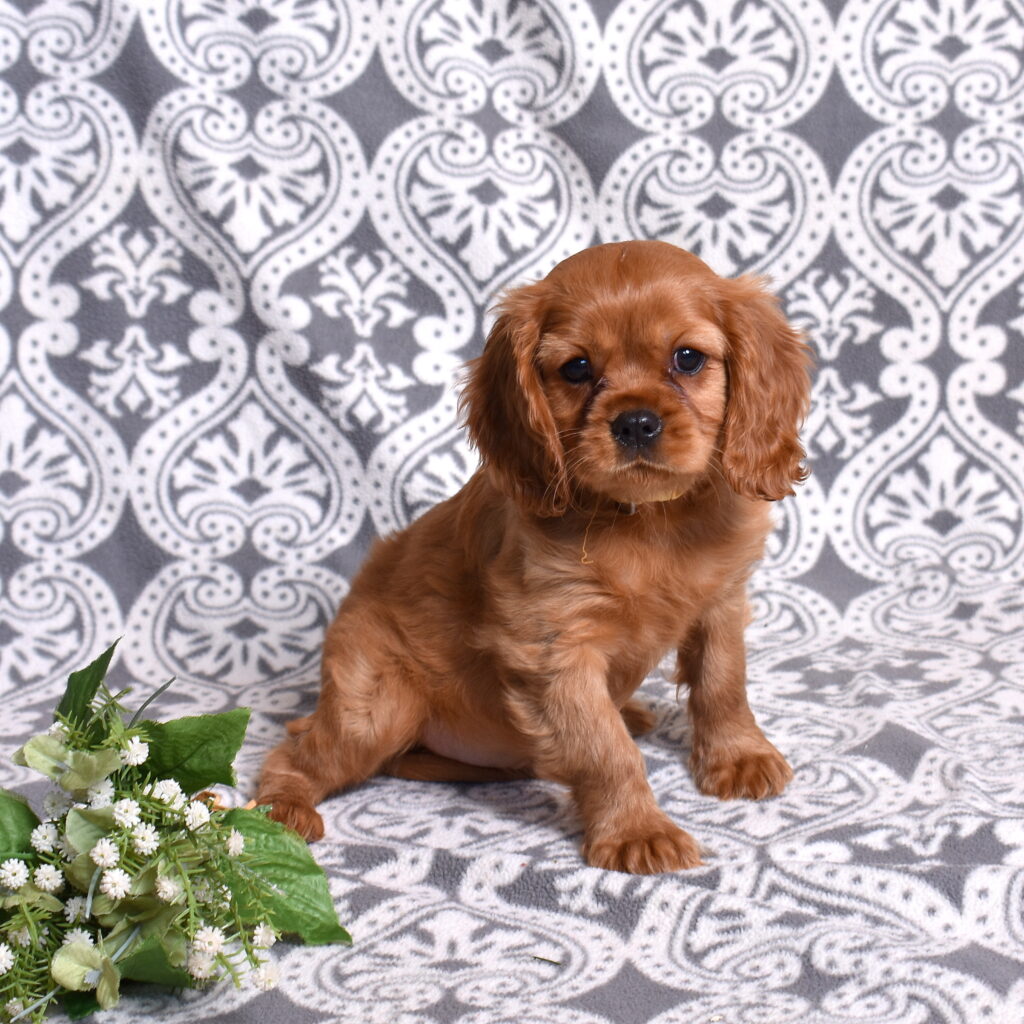 Ruby Red Cavalier puppies for sale