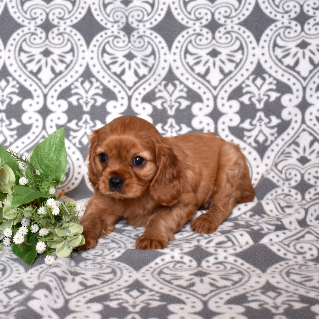 Ruby Red Cavalier puppies for sale