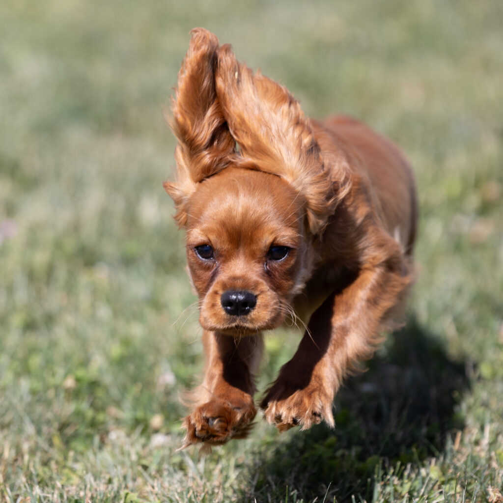 Ruby Red Cavalier puppies for sale pa