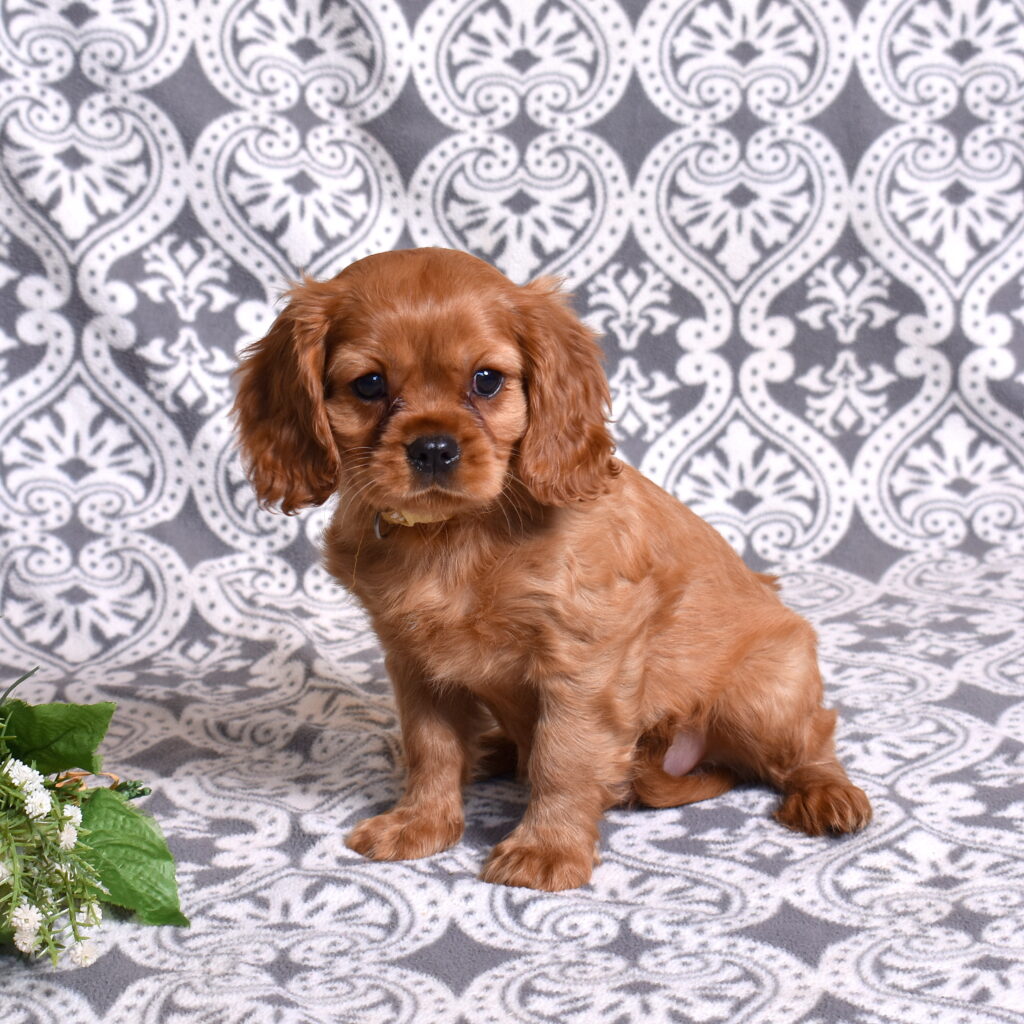 Ruby Red Cavalier puppies for sale pa