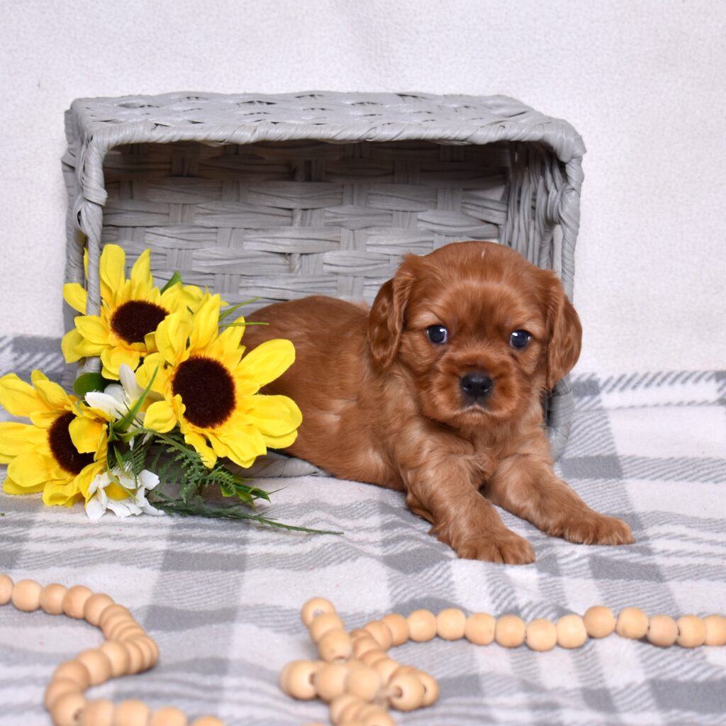 Ruby Red Cavalier puppy
