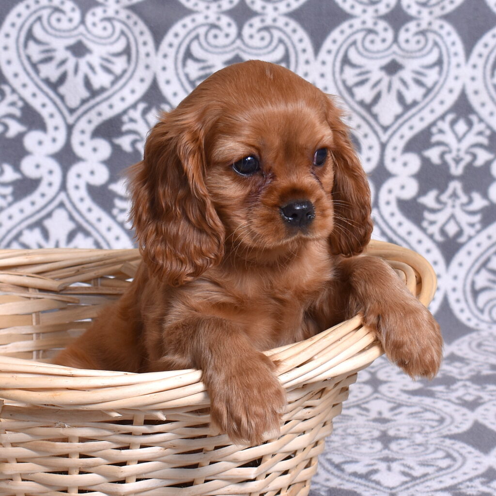 Ruby Red Cavalier puppy