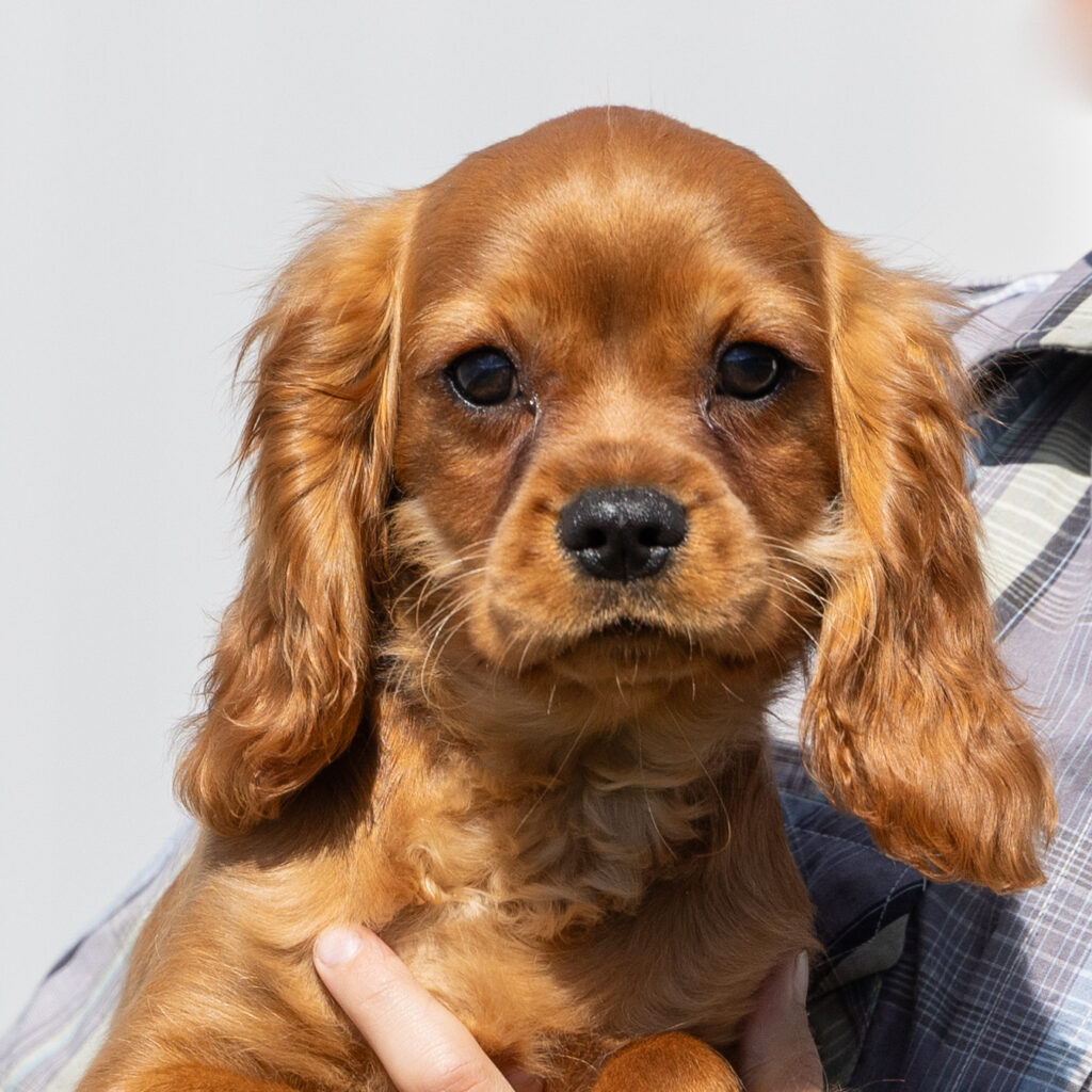 Ruby Red Cavalier puppy
