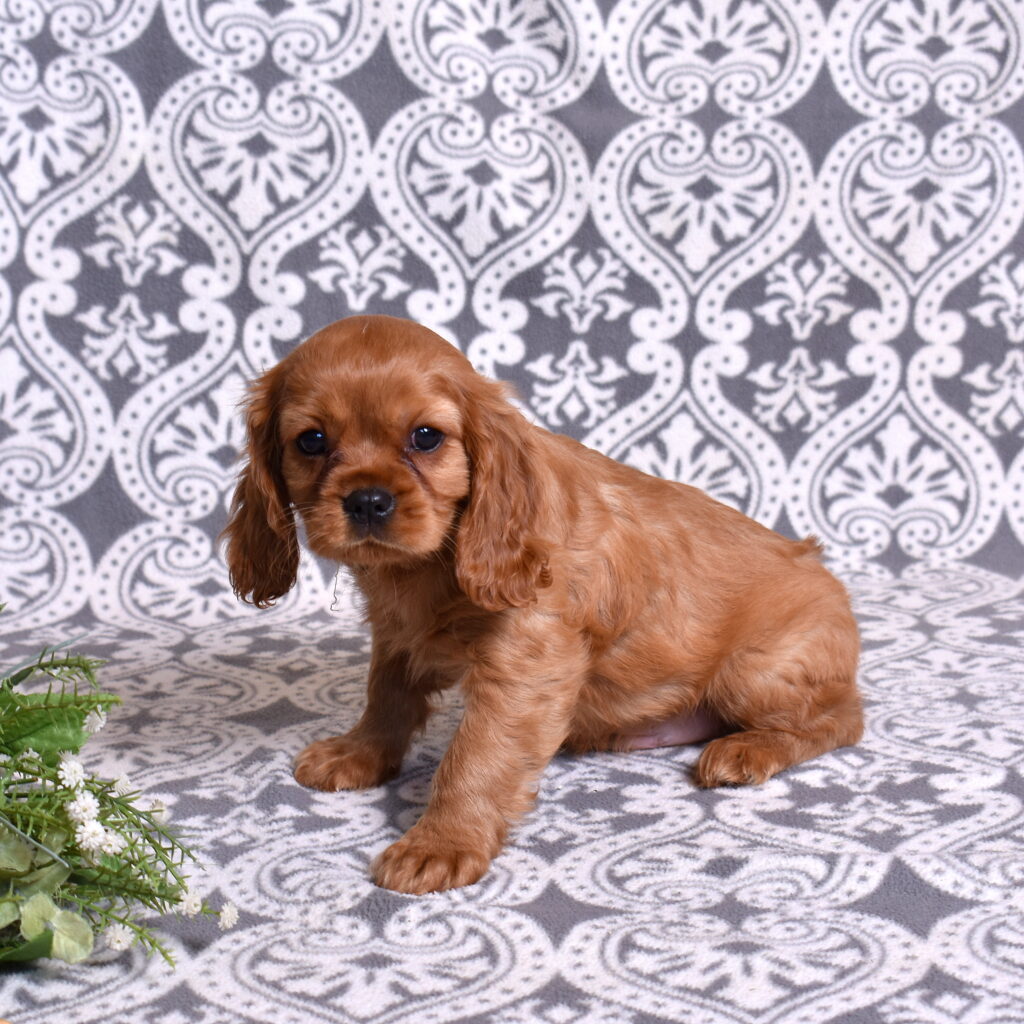 Ruby Red Cavalier puppy for sale
