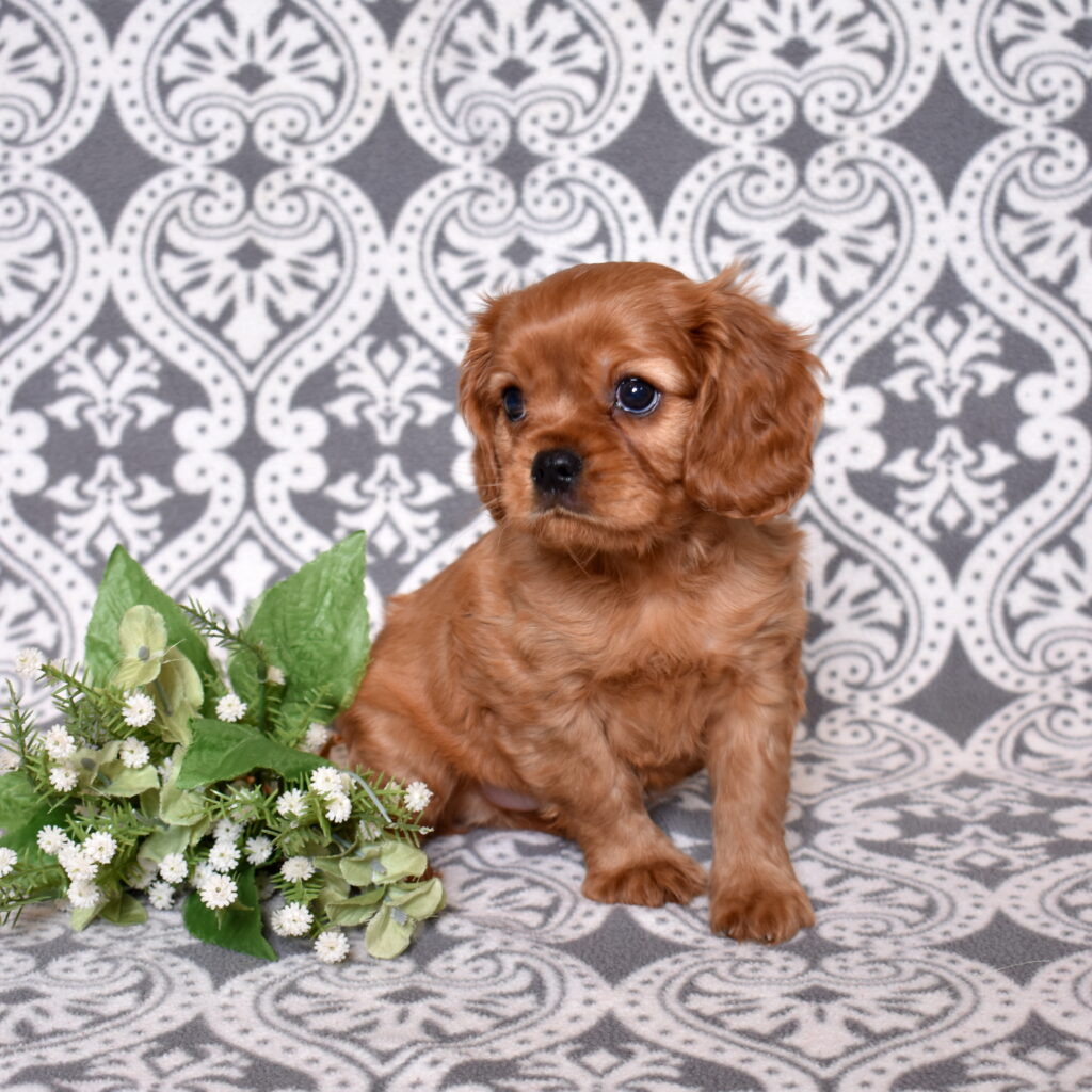 Ruby Red Cavalier puppy for sale