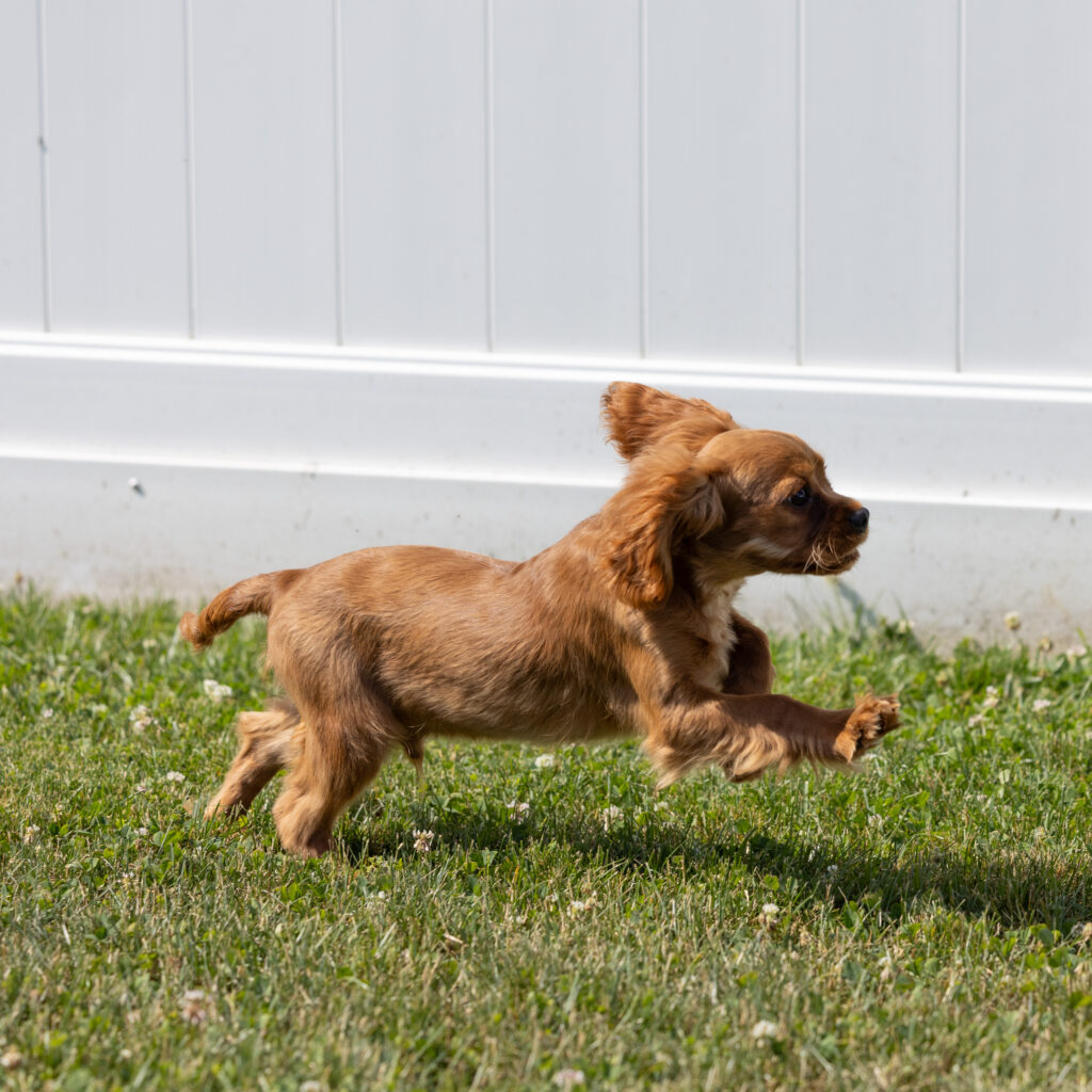 Ruby Red Cavalier puppy for sale