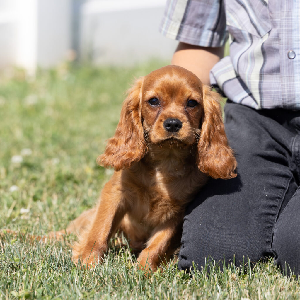 Ruby Red Cavalier puppy for sale near me