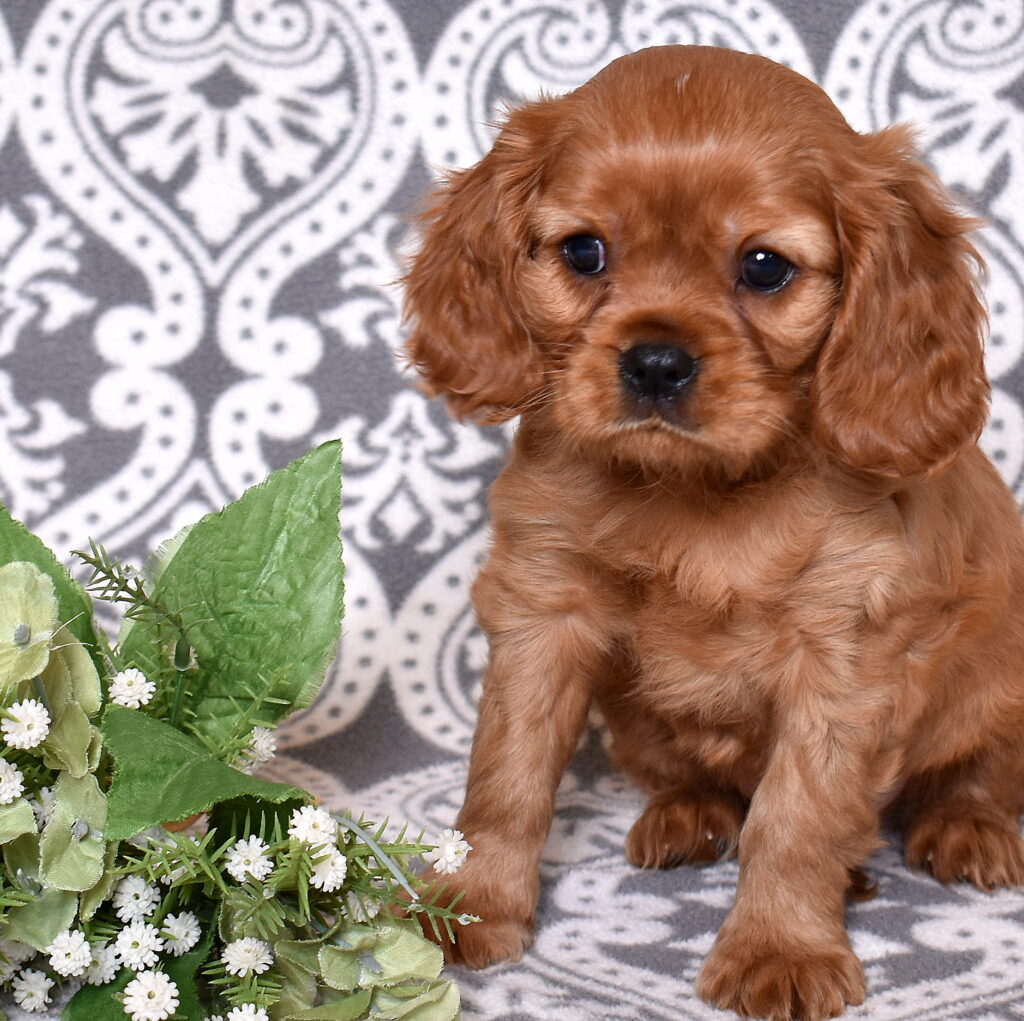 Ruby Red Cavalier puppy for sale near me