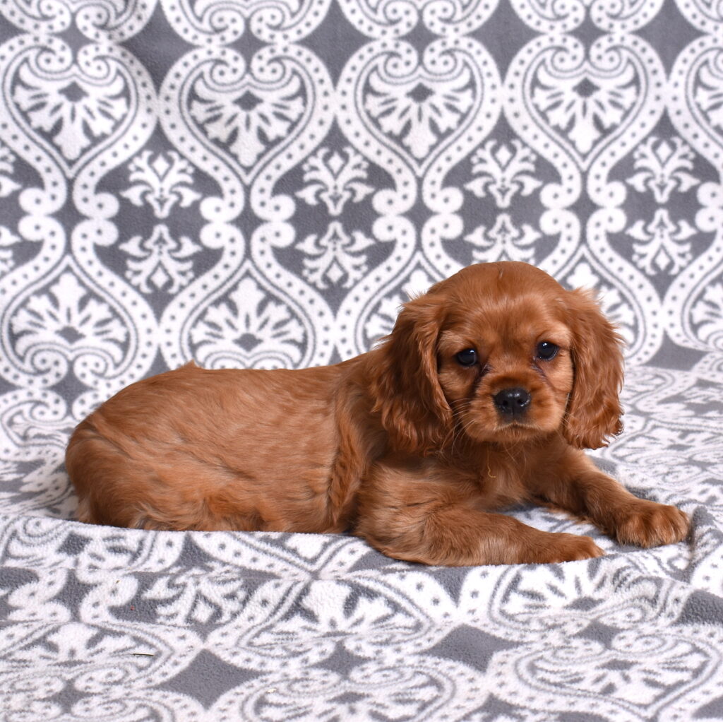 Ruby Red Cavalier puppy for sale pa