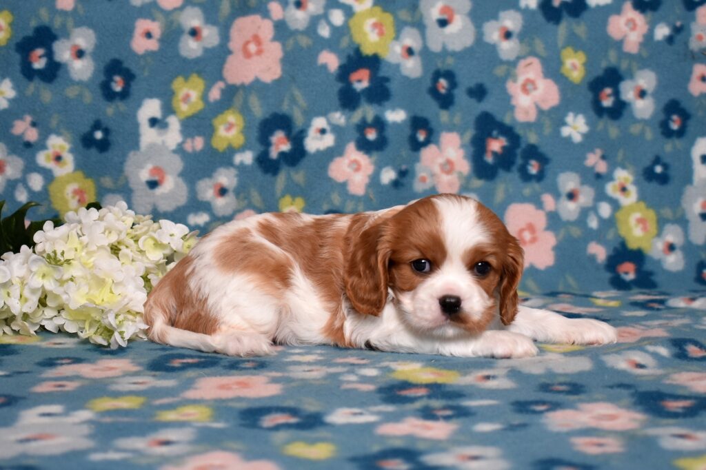 akc cavalier puppies